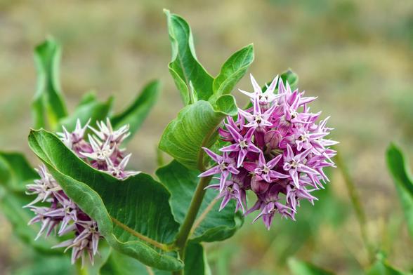 Closeup photo of two collections of milkweed flowers, one in foreground with pink and white star-shaped flowers arranged in a ball, green leaves behind it. The other one is partially hidden behind another leaf. Background is out of focus. June 2026.