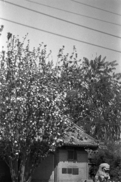 Ilford FP4 Plus 125 (FF)

English
A black-and-white photograph of a dense, leafy tree with a traditional tiled roof partially visible behind it. The tree is lush and full, with branches extending widely. To the right, there is a stone statue, possibly of a lion, positioned in front of the building.
中文
一张黑白照片，展示一棵茂密的叶子繁茂的树，后面部分可见传统的瓦片屋顶。这棵树枝繁叶茂，枝条广泛延伸。右侧有一尊石像，可能是狮子，位于建筑物前方。