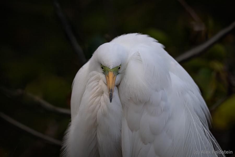 Great White Egret in breeding plumage