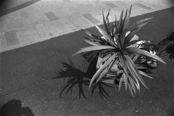 Ilford FP4 Plus 125 (FF)

English
A black-and-white photograph of a potted plant with long, pointed leaves, likely a type of palm or dracaena. The plant is placed on a paved surface with visible brick patterns. The shadow of the plant is clearly visible on the ground, and part of another plant is visible on the right side of the frame.
中文
一张黑白照片，拍摄的是一盆长有细长尖叶的植物，可能是棕榈或龙血树。植物放置在铺有砖块图案的地面上，植物的影子清晰地投射在地面上，画面右侧还可见到另一株植物的一部分。