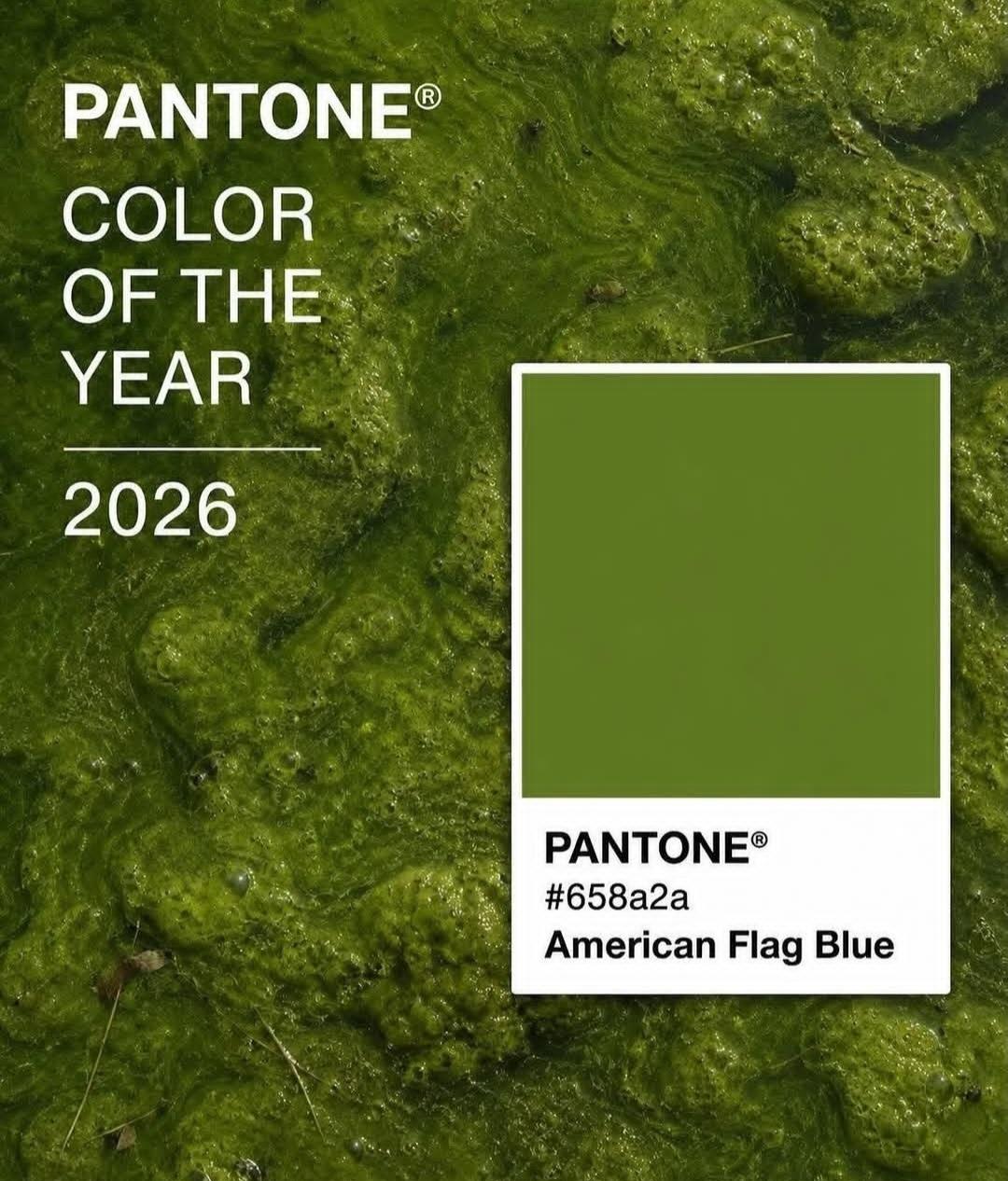 A pic of green algae
Pantone color of the year 2026. #658a2a 
American Flag Blue
