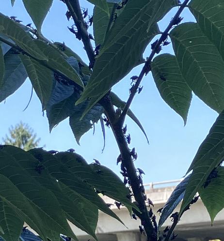A close-up of green leaves with hundreds of small dark insects clustered on the stems. Every possible surface of bark is covered. 