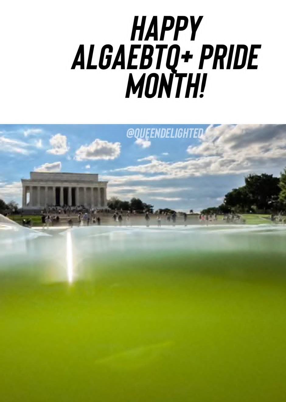 Happy algae B T Q plus pride month. Pic of the algae filled reflecting pool.