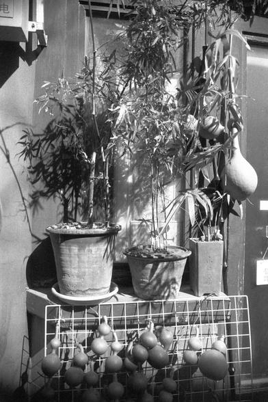 Ilford FP4 Plus 125 (FF)

##English
Black-and-white photograph of a small outdoor display of potted plants and gourds. Two large potted plants with tall, slender leaves are placed on a surface, with a smaller potted plant beside them. Below, a wire rack holds numerous gourds of varying sizes, some hanging and others resting on the grid. The background includes a wall and some indistinct objects.
##中文
黑白照片，展示户外陈列的盆栽植物和葫芦。两盆高大、叶子细长的植物放在一个平面上，旁边还有一盆较小的盆栽。下方有一个金属网架，悬挂着大量大小不一的葫芦，有些悬挂着，有些放在网格上。背景是一面墙…