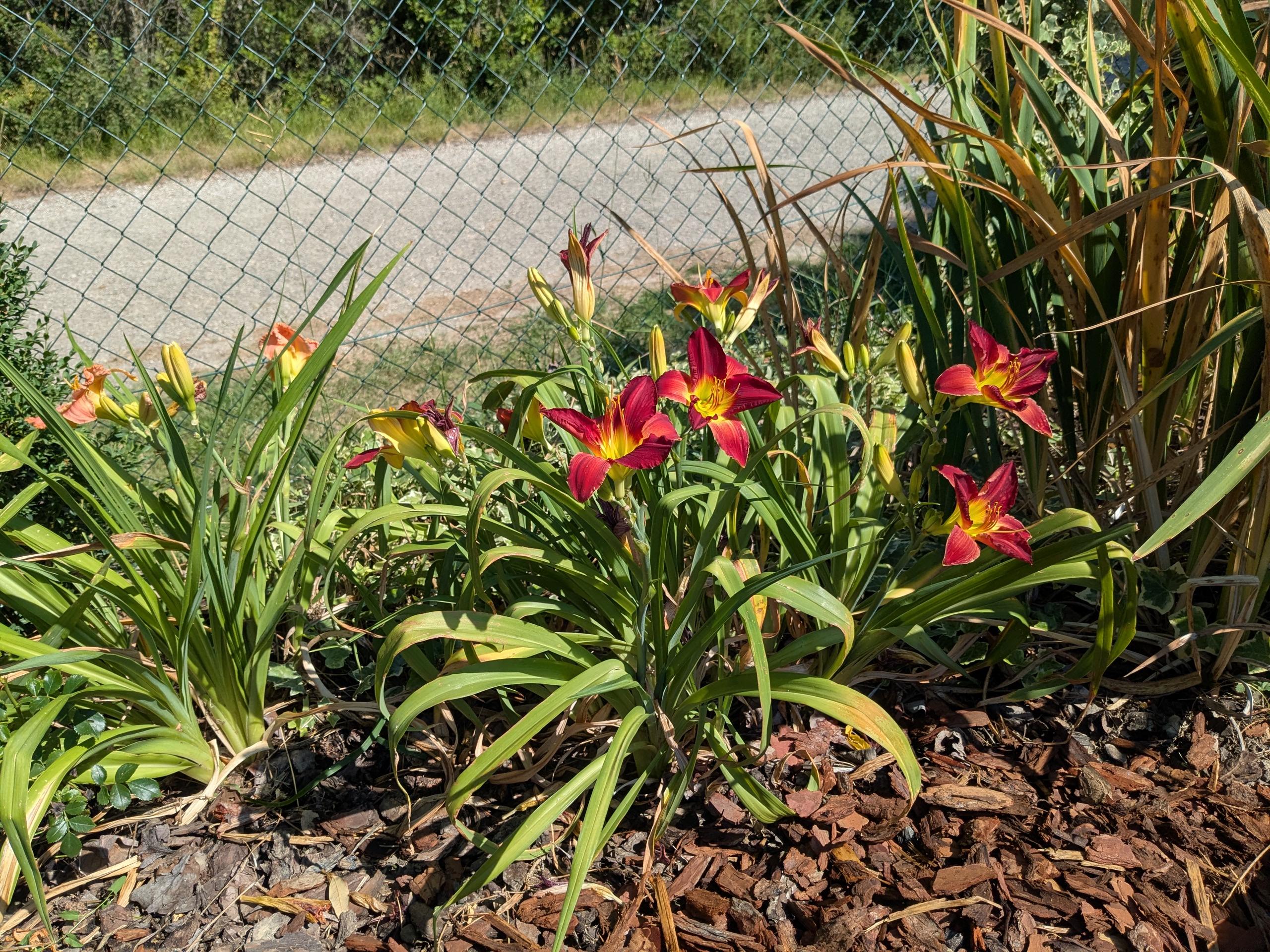 A bed of day lily hybrids blooming in the bright sun. On the right, there are seven red ones open this morning. On the left, there are 2 peach ones.