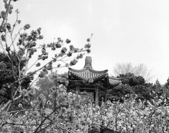 Ilford FP4 Plus 125 (6x7)

English
Black-and-white photograph of a traditional Chinese pavilion with a multi-tiered, curved roof, partially obscured by blooming trees. The pavilion is nestled among dense foliage, with blossoms in the foreground creating a framed view. The sky is clear, and the structure’s intricate roof details are visible, showcasing classic architectural elements.
中文
黑白照片，展示了一座传统中式亭台，亭顶为多层弯曲的屋顶，部分被开花的树木遮挡。亭台坐落在茂密的树木中，前景的花朵形成了一个框景。天空晴朗，亭台的屋顶细节清晰可见，展现了经典的建筑元素。