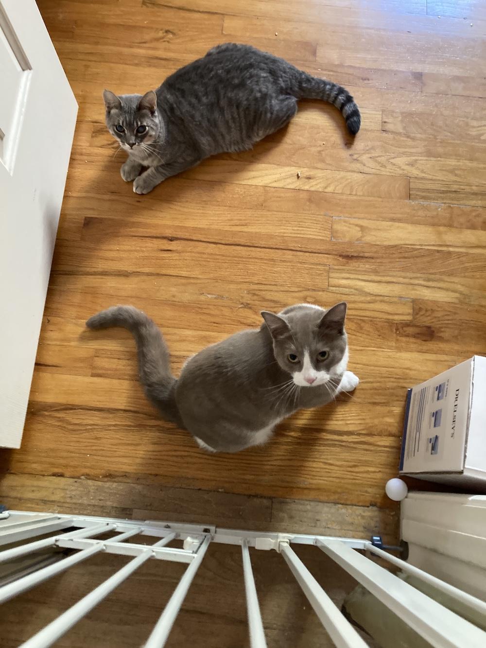 Photo of two young adult cats, Nimbus (gray tabby) and Francis Noodle (gray & white) looking up at the camera which is above a baby gate. They seem reasonably comfortable with each other, though there's a two-foot gap between them.