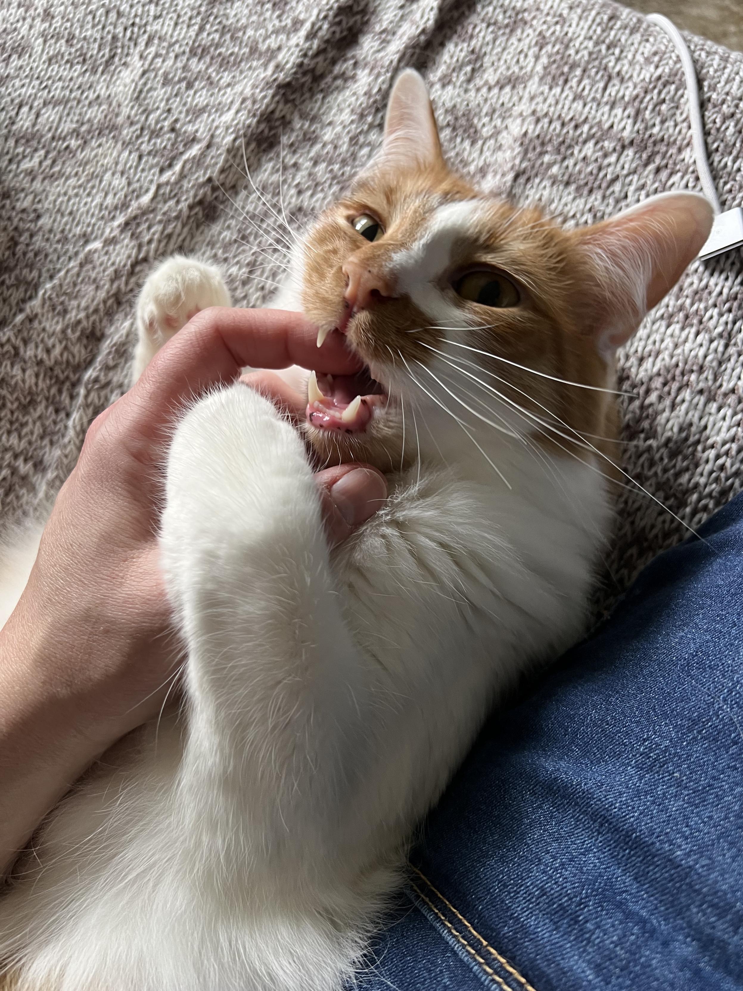 An orange and white cat laying belly up, chomping gently on a human left hand