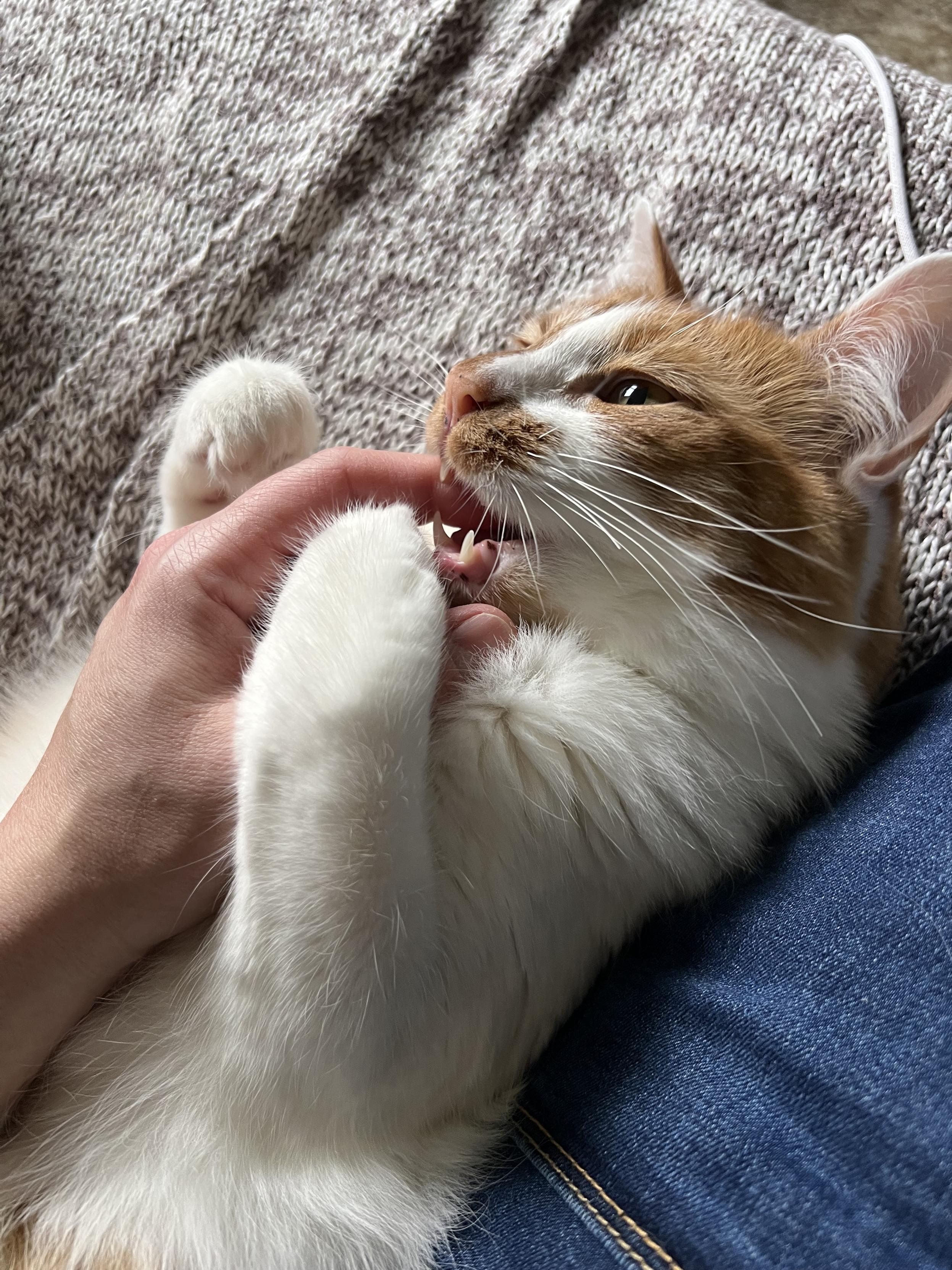 An orange and white cat laying belly up, chomping gently on a human left hand