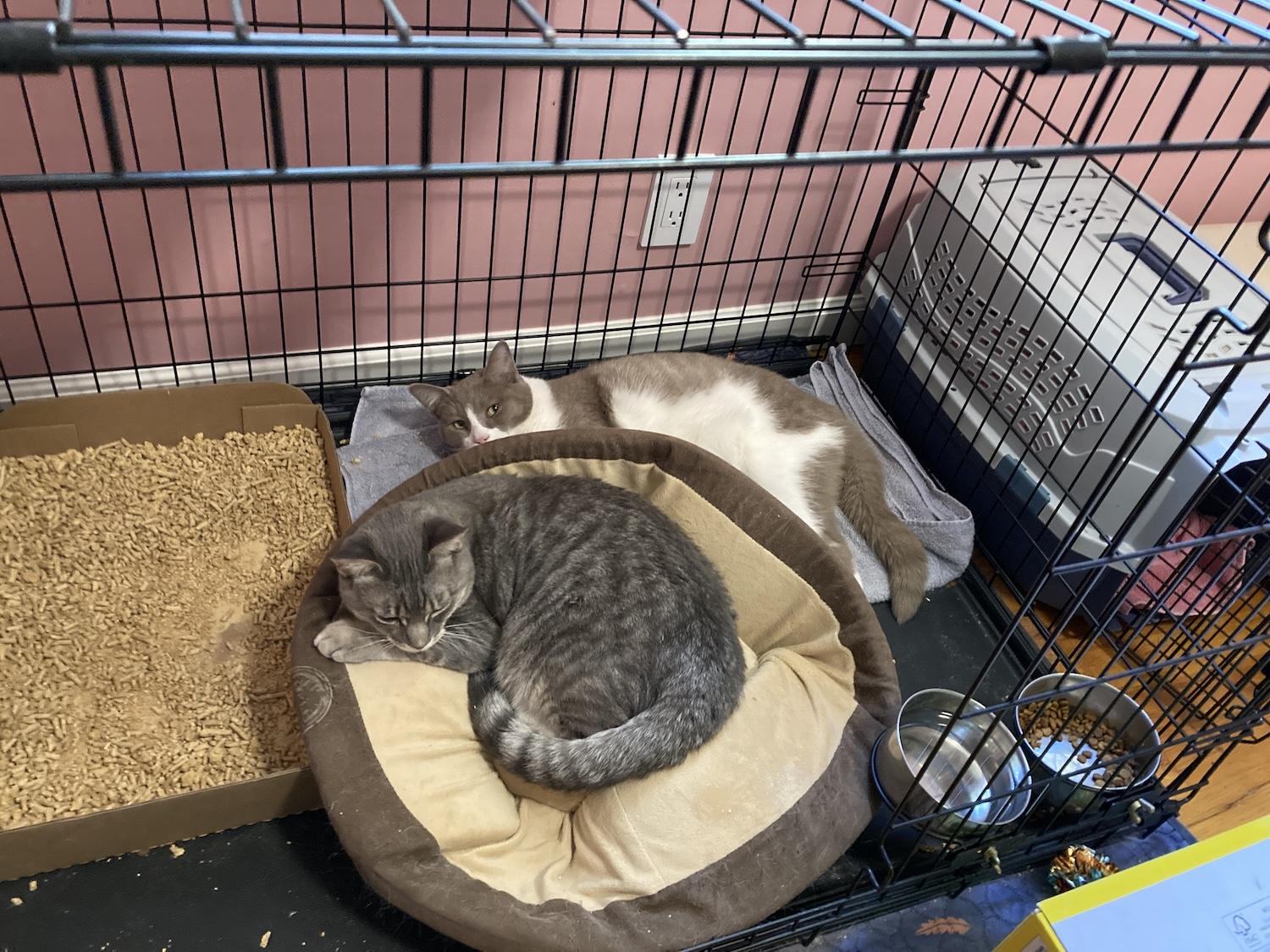Photo of two young adult cats (Nimbus and Francis Noodle) lounging in a large wire dog crate.
