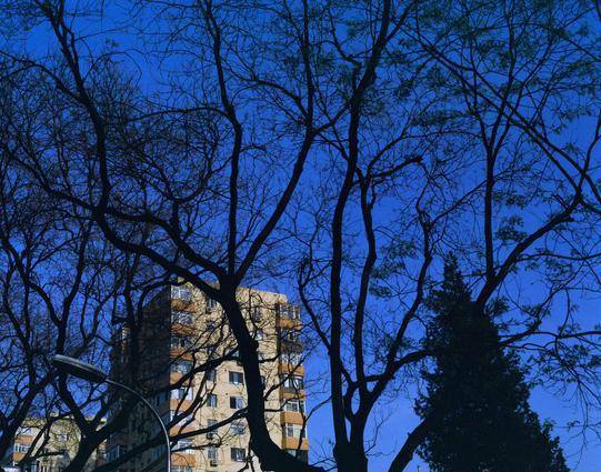 Harman Phoenix 200 II (6x7)

##English
Silhouettes of leafless tree branches against a clear, deep blue sky. In the background, a tall, light-colored apartment building with multiple windows and balconies is partially visible through the branches.
##中文
枝叶脱落的树枝剪影映衬在清澈的深蓝色天空下。背景中，一栋高大的浅色公寓楼，有多个窗户和阳台，部分被树枝遮挡。