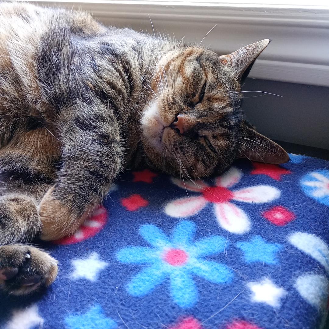Brown Tobie lies on her side snoozing on a blue fleece decorated with red, white and light blue daisies and stars.