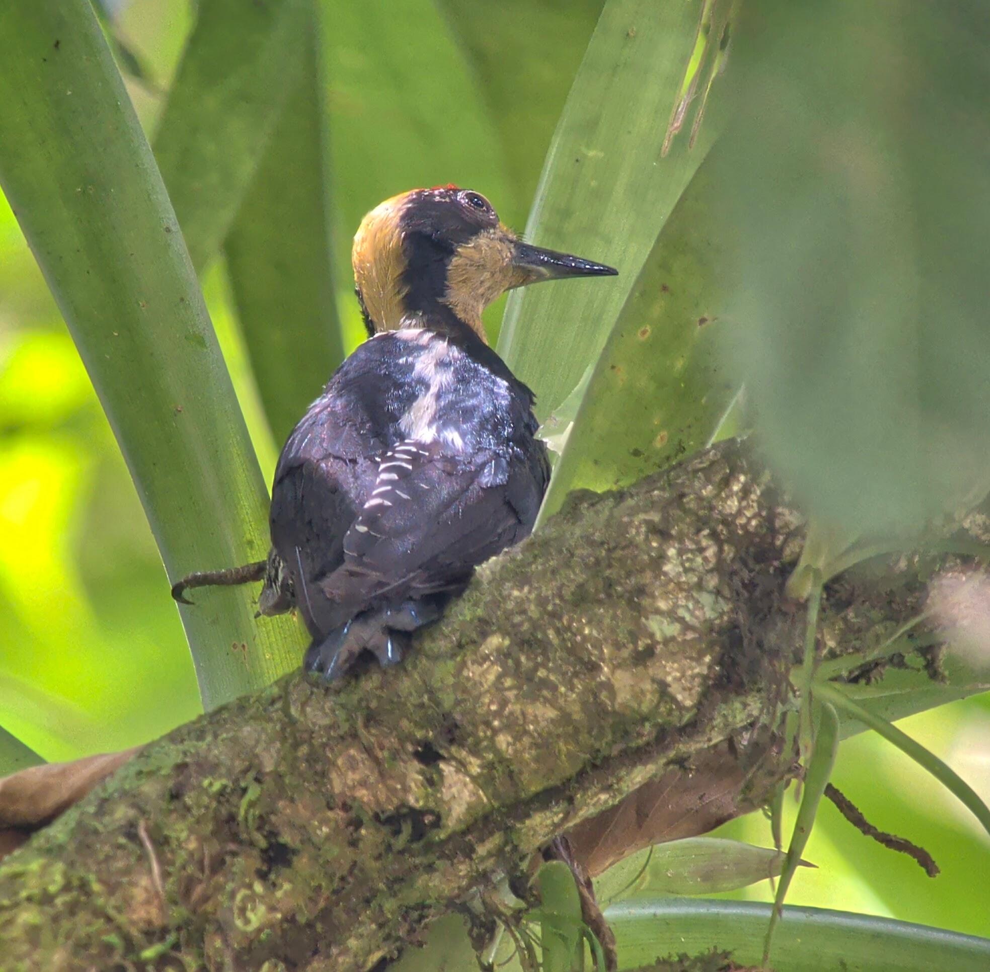 a woodpeccker. He has with black feathers on its back and a pointy woodpecker beak. You can see yellow feathers on the head and around its beak.