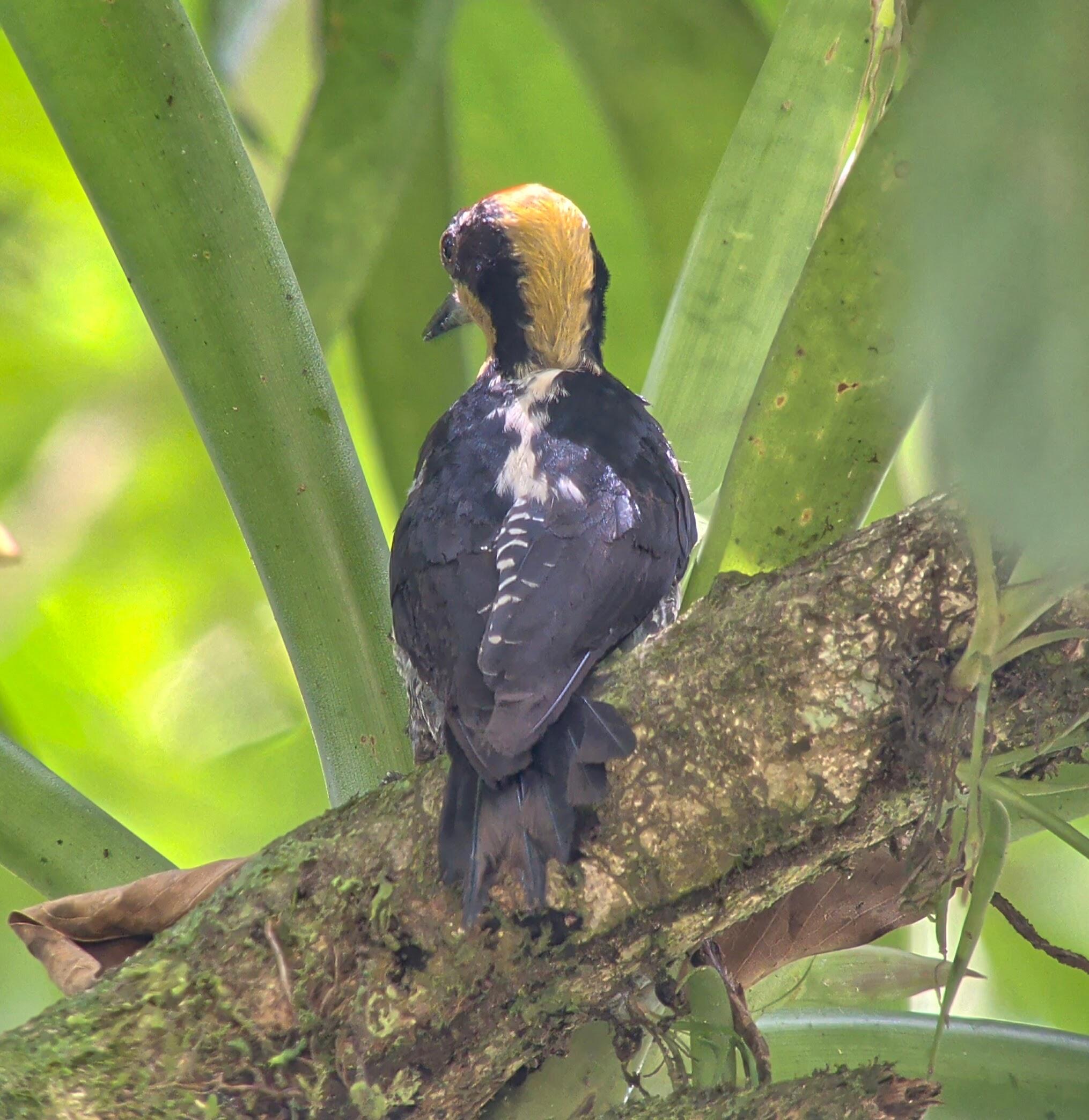 the same bird looking to the left