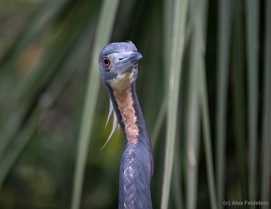 Tricolored Heron looking at you