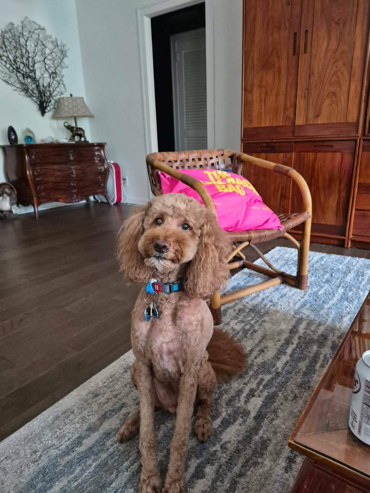 Shows a light-brown goldendoodle dog wearing a blue collar. He sits politely and looks up at the camera. His ears and coat are well-conditioned and poofy from a fresh grooming.