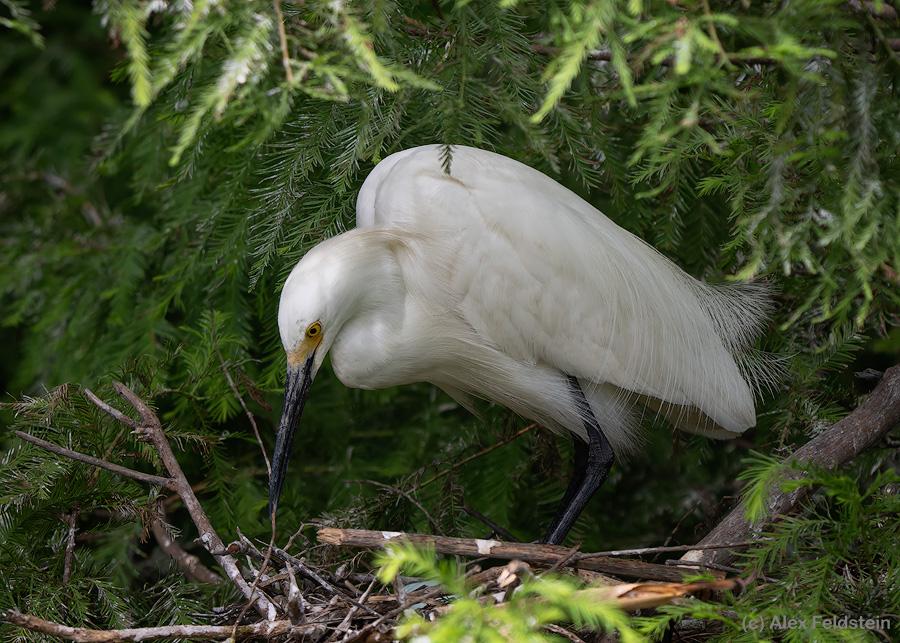 Snowy Egret in nest