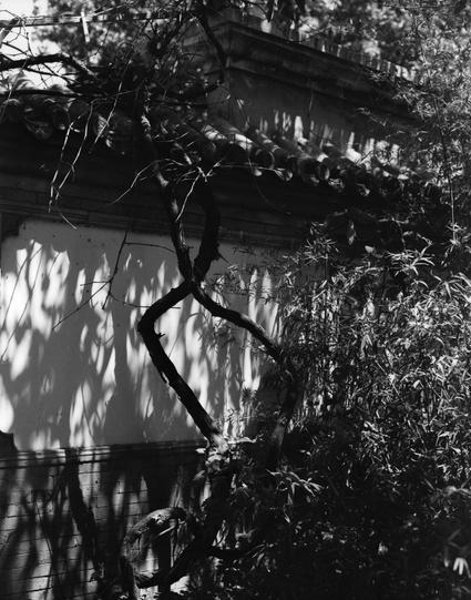 Lucky LUCKY SHD 400 (6x7)

English
A black-and-white photograph of a tree with twisted branches and dense foliage. The tree is positioned in front of a wall with classical architectural details, such as ornate carvings. Sunlight filters through the branches, creating intricate shadow patterns on the building's facade. The image captures the contrast between the organic shapes of the tree and the structured lines of the architecture.
中文
一张黑白照片，拍摄了一棵枝干扭曲、叶子茂密的树木。这棵树位于一座具有古典建筑细节的墙前，例如精美的雕刻。阳光透过树枝照…