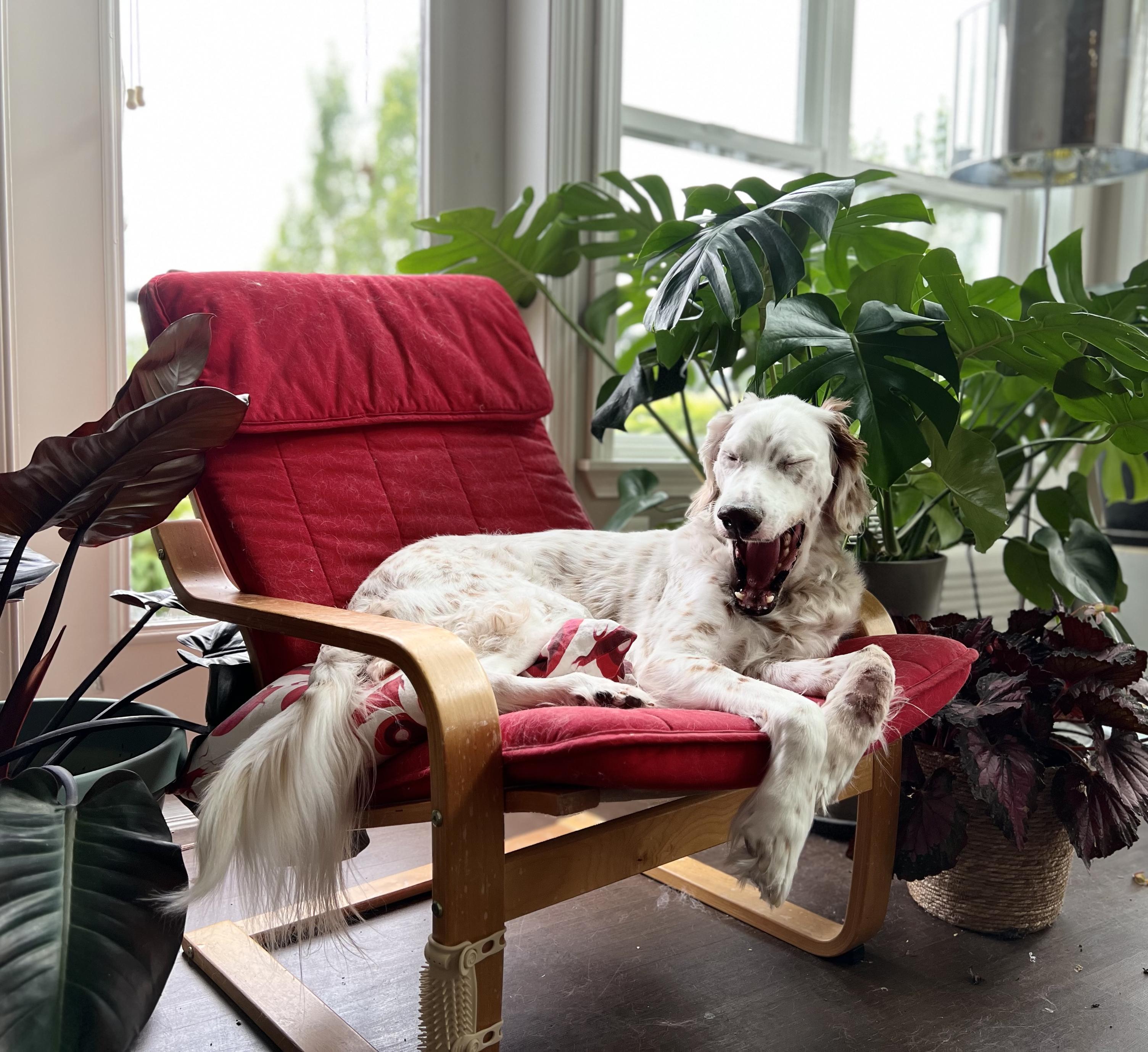 A white dog with a fancy tail sits in an ikea poang chair with a red cushion. The dog and chair are surrounded by plants