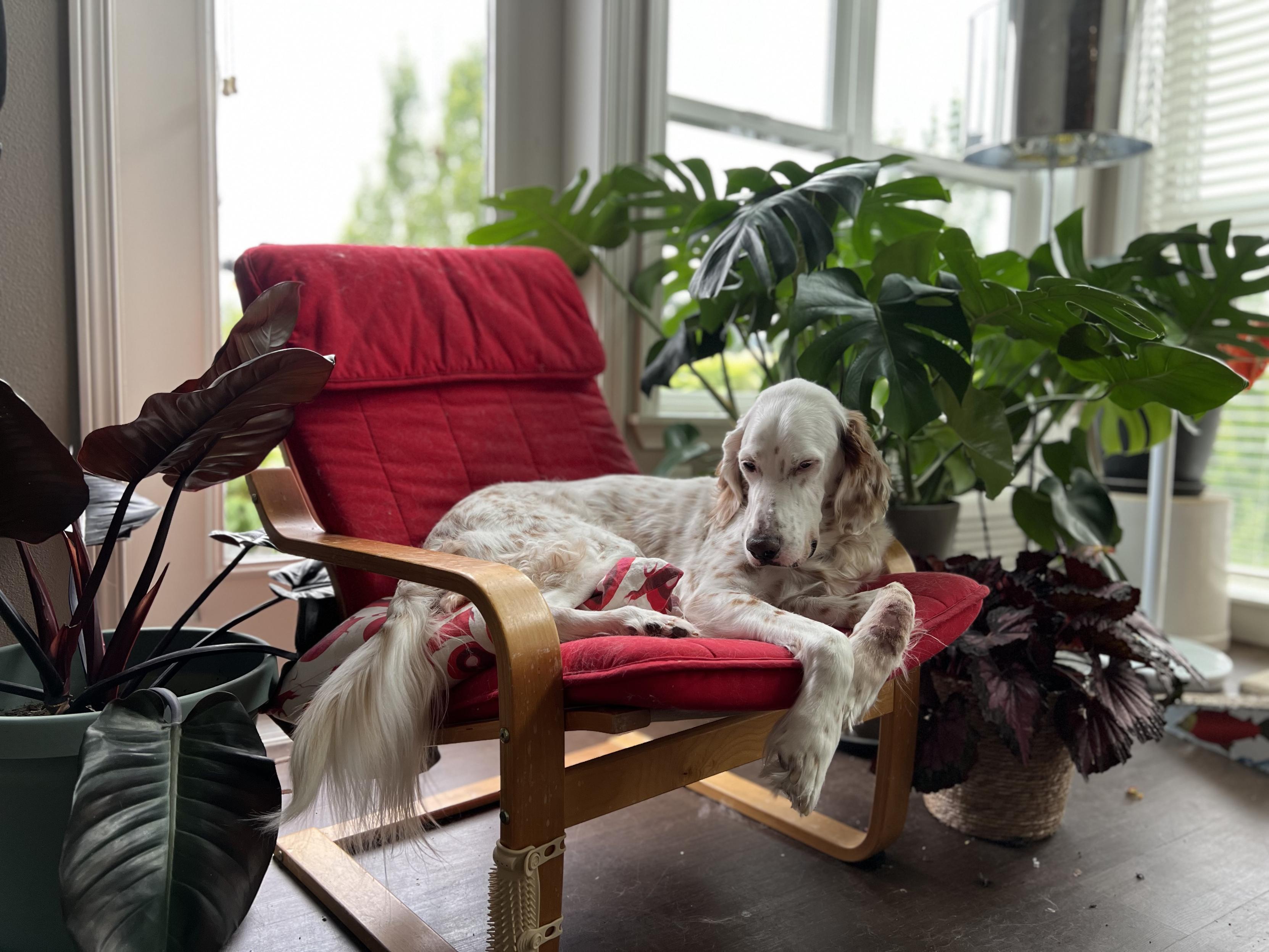 A white dog with a fancy tail sits in an ikea poang chair with a red cushion. The dog and chair are surrounded by plants