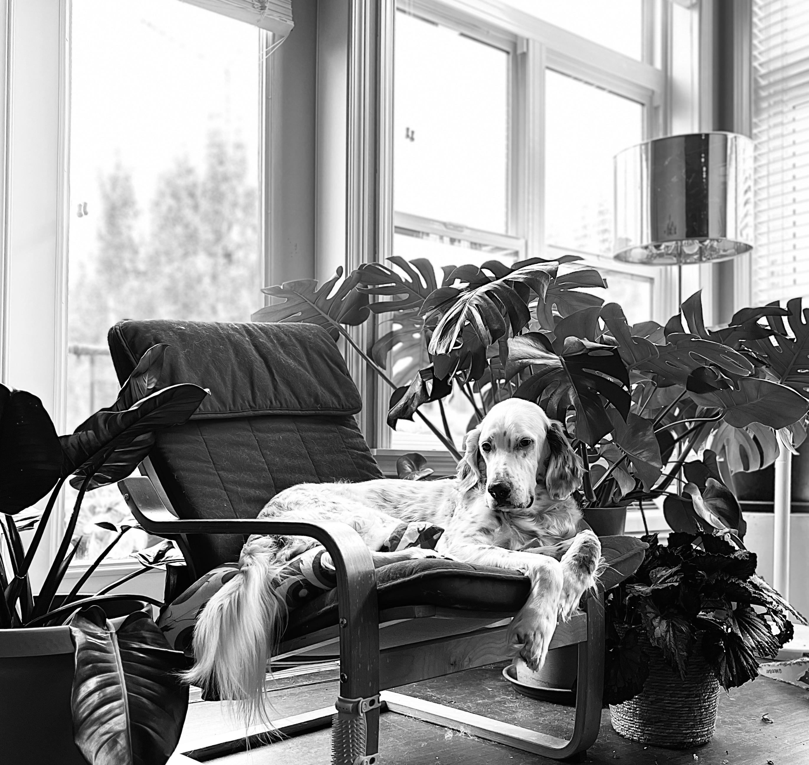 Black and white photo of  a white dog with a fancy tail sits in an ikea poang chair with a red cushion. The dog and chair are surrounded by plants