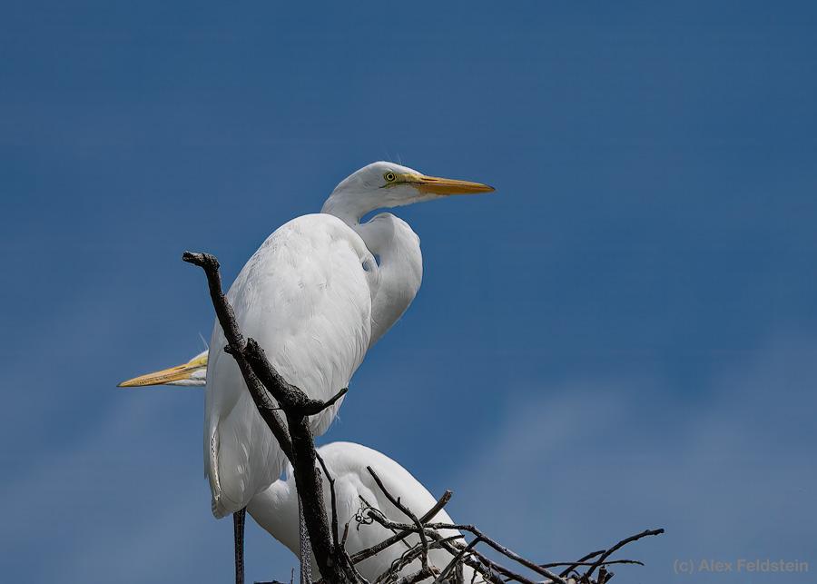 Great White Egret on to of a tree, against blue sky