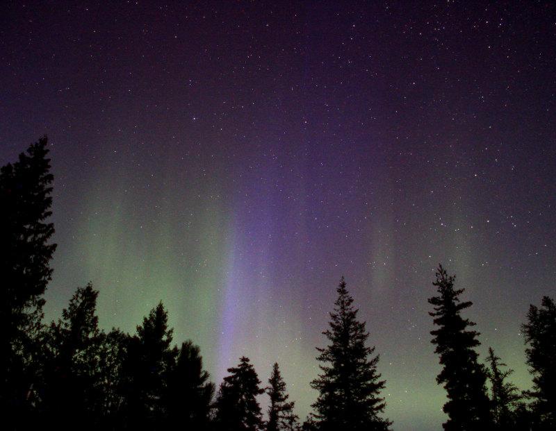 Vertical rays of light in green and purple rising over a line of pine trees.