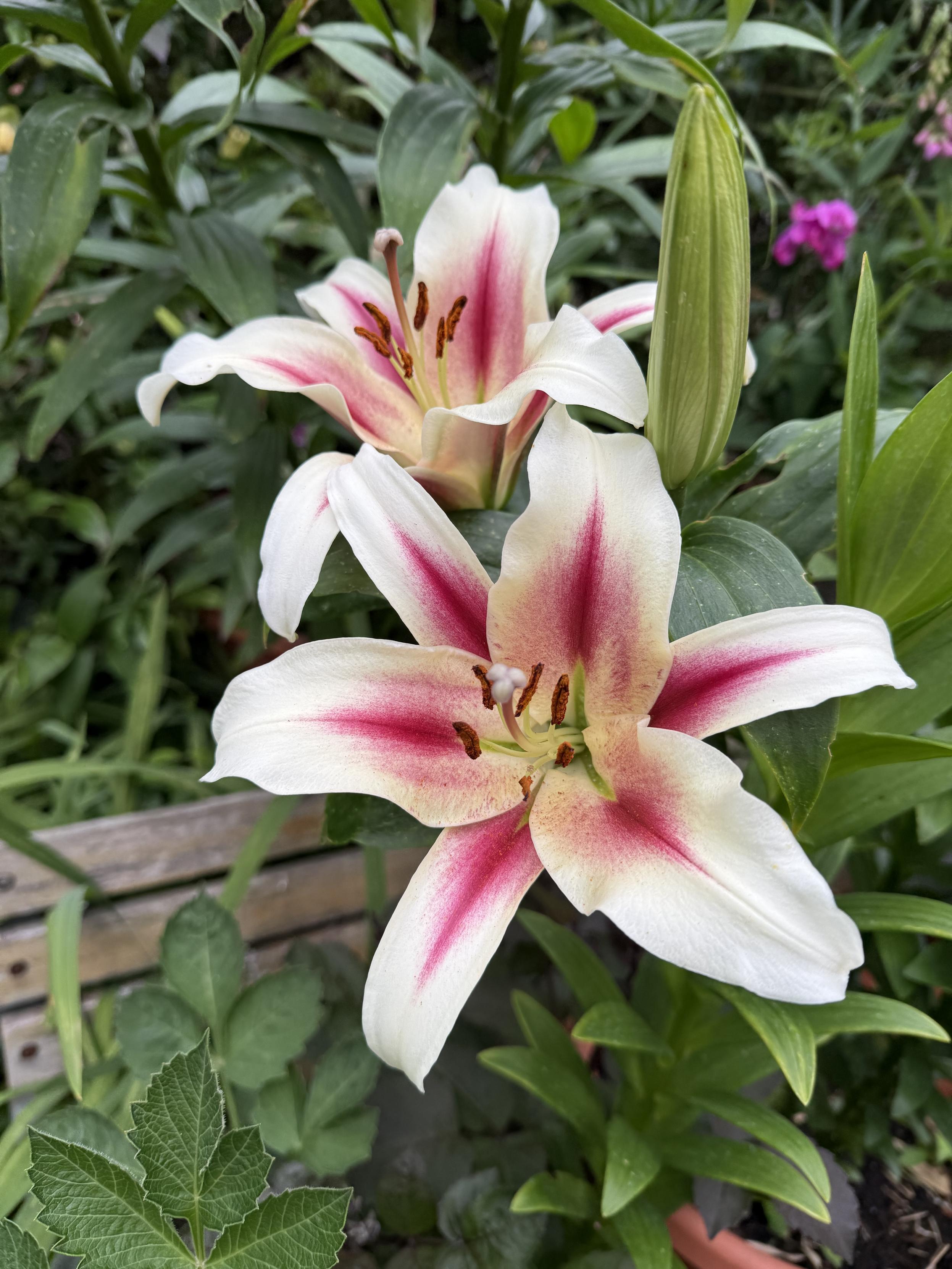 Two oriental lily flowers with cream petals which have a think pink stripe down the middle. They are surrounded by lush green foliage.