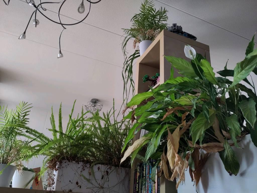 A photo taken indoors showing several green plants, that maybe need some pruning and cleaning of a few brown leaves and such. It looks cozy. There are a few books barely visible between the plants, showing it is a place meant for some quiet reading