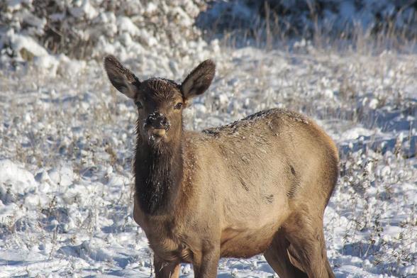 Photo of a female yearling elk standing in snow early one morning in Moraine Park in Rocky Mountain National Park. There are bits of snow on her head and back. October 2013.