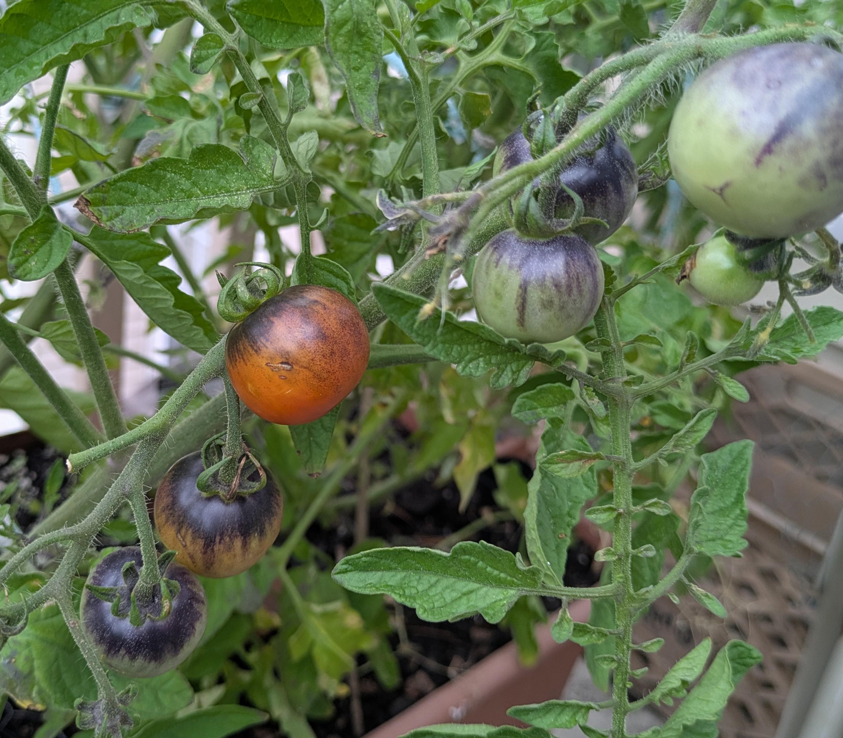 Close-up of a patio tomato plant. The fruits all have black shoulders and a little streaking down the sides, but are mostly in normal tomato shades of green through almost-red