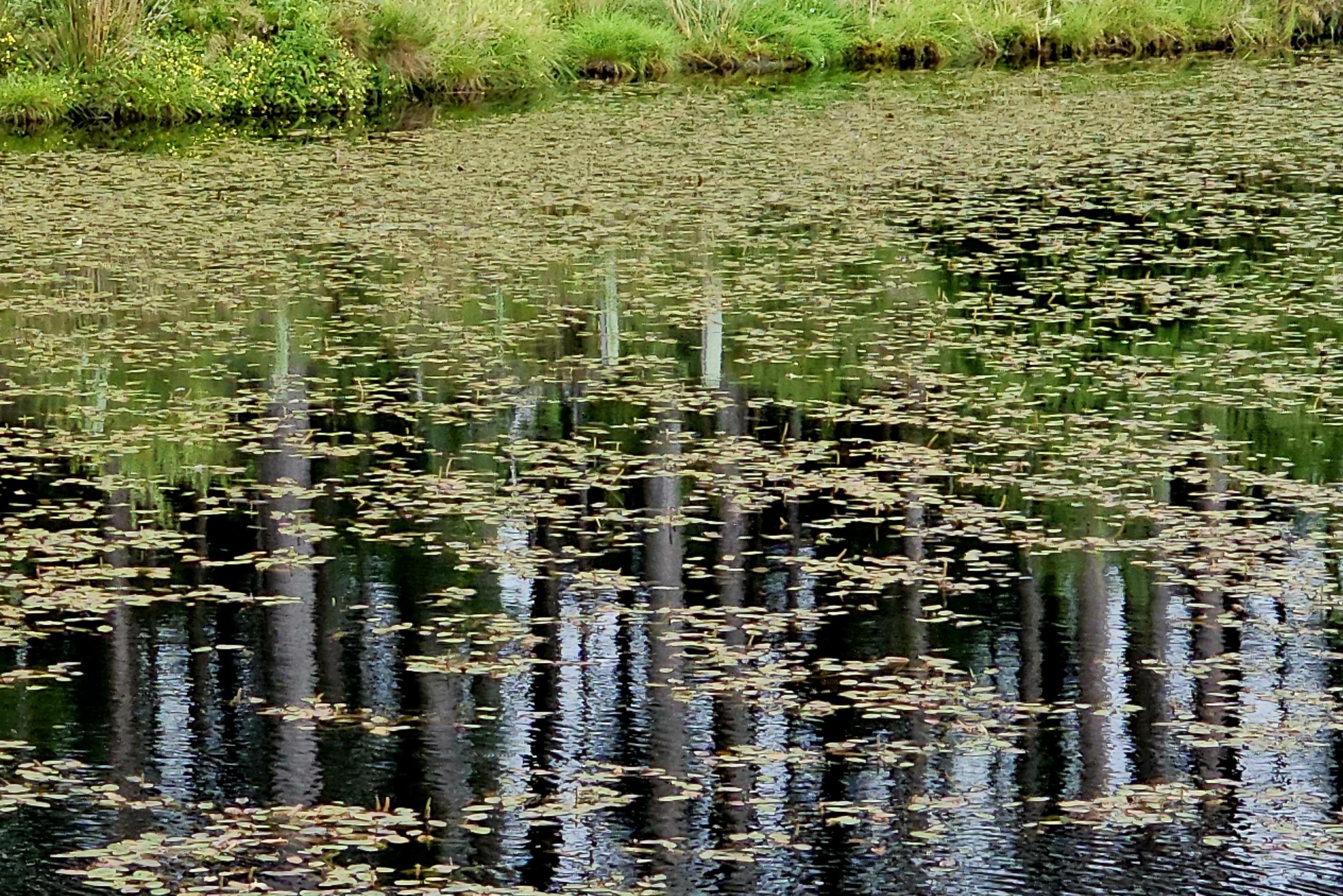 A reflection of pine trees in a small lake with many lily pads.