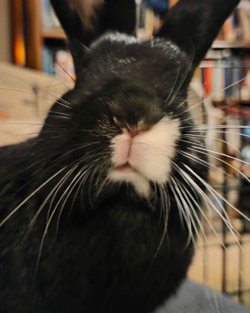 A black rabbit with a white splotch on his nose poking his nose right in the camera to see what is happening