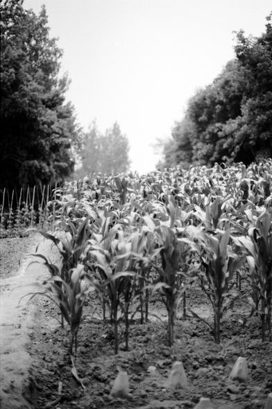 Fujifilm NEOPAN F (FF)

English
A black-and-white photograph of a cornfield in a rural setting. Rows of tall corn plants with broad leaves and visible ears of corn dominate the foreground and middle ground. The soil appears dry and slightly uneven, with small white objects scattered among the plants. In the background, dense trees and foliage create a natural border, and the sky is bright, suggesting a sunny day.
中文
一张黑白照片，展现了农村环境中的玉米田。前景和中景是一排排高大的玉米植物，叶片宽大，玉米穗清晰可见。土壤看起来干燥且略显不平，植物之间散落着一些小的白色物体。…