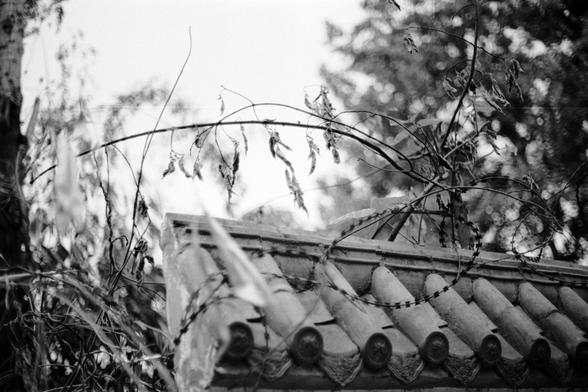Fujifilm NEOPAN F (FF)

English
A black-and-white close-up of a traditional tiled roof with curved, cylindrical tiles. The roof appears weathered, with some moss or wear visible. In the foreground, there are bare branches with dried seed pods or leaves, partially obscuring the view. The background is blurred, with trees and foliage faintly visible.
中文
一张黑白特写照片，展现了传统的瓦片屋顶，瓦片呈弯曲的圆柱形。屋顶看起来经受了风雨侵蚀，部分区域可见青苔或磨损。前景是光秃的树枝，挂着干枯的种子荚或叶子，部分遮挡了视线。背景模糊，可以隐约看到树木和植被。