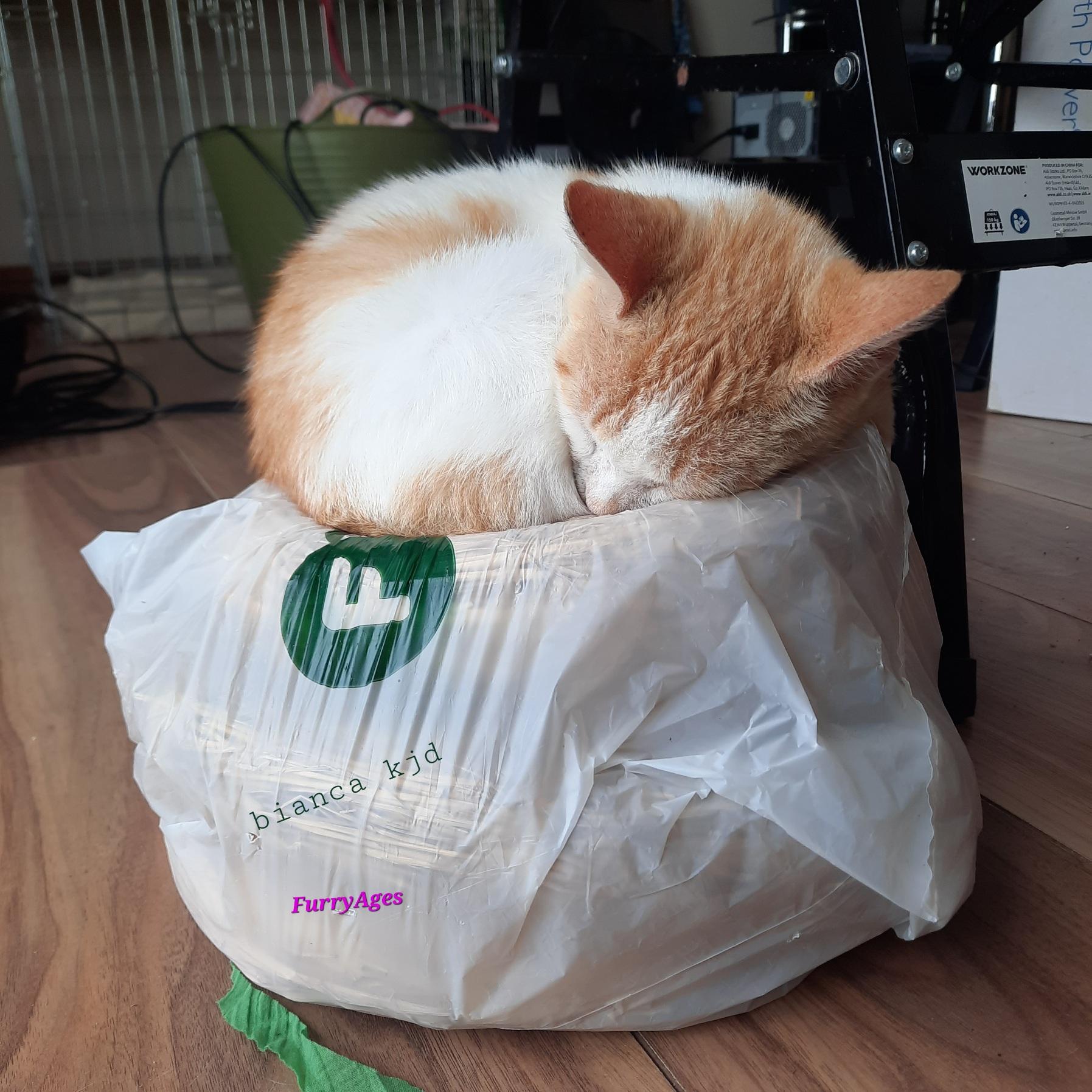 A small red and white cat is curling on three to four stapled straw wreath cores packed together in a white plastic bag.