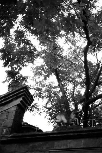 Fujifilm NEOPAN F (FF)

English
A black-and-white photograph capturing a tall, ornate stone structure partially obscured by dense tree foliage. The structure features intricate carvings and architectural details, with two small animal sculptures perched on its upper ledge. The trees dominate the upper portion of the image, their branches and leaves creating a natural canopy against a bright sky.
中文
一张黑白照片，拍摄了一座高大的石结构建筑，部分被茂密的树叶遮挡。建筑上有精美的雕刻和建筑细节，上部的台面上有两尊小型动物雕塑。树木占据了图片的上部，枝叶形成了天然的华盖，映衬着明亮的天空。