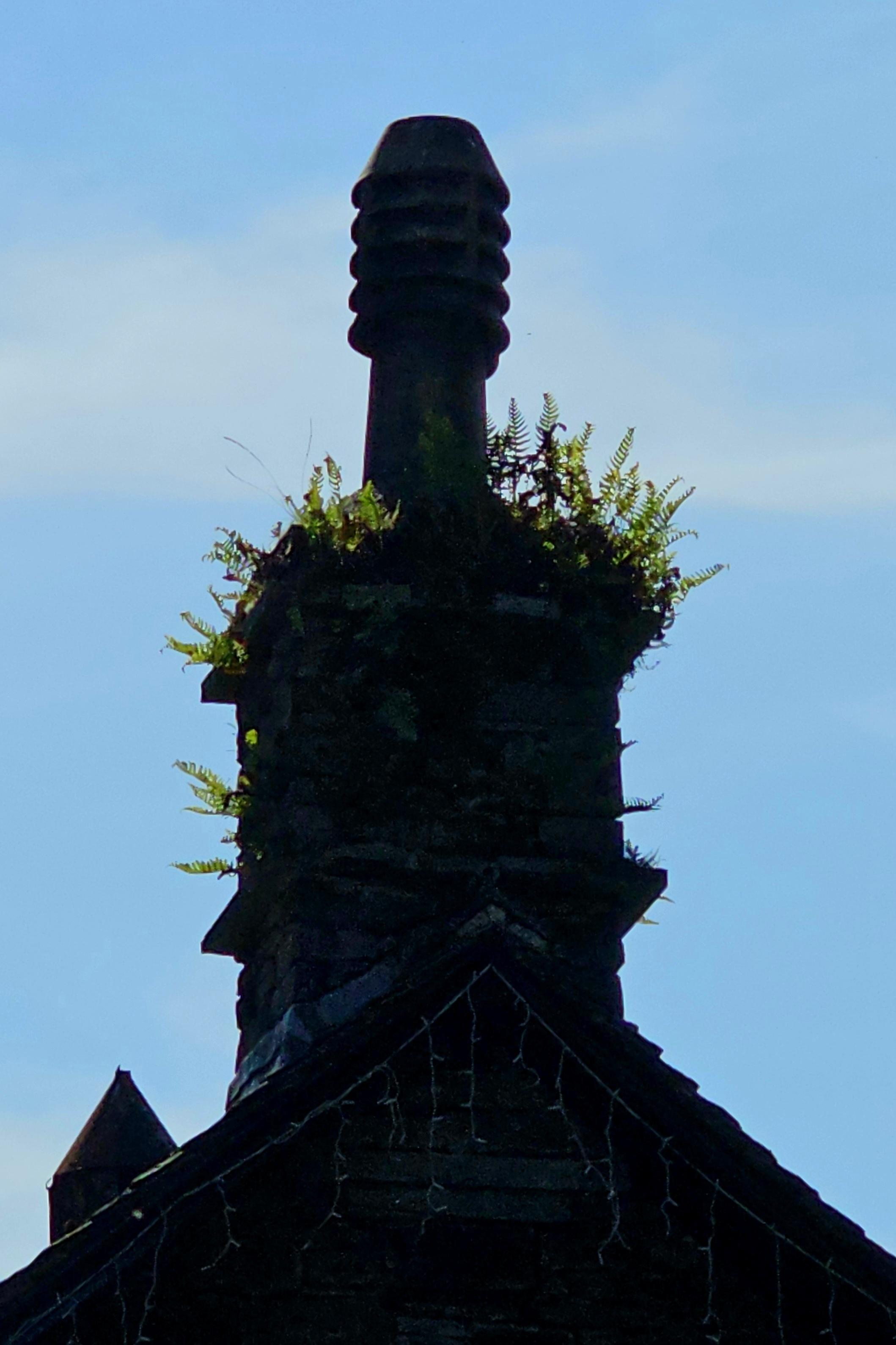 Silhouette of a chimney stack and pot against a blue sky. There are ferns growing all around the chimney pot.