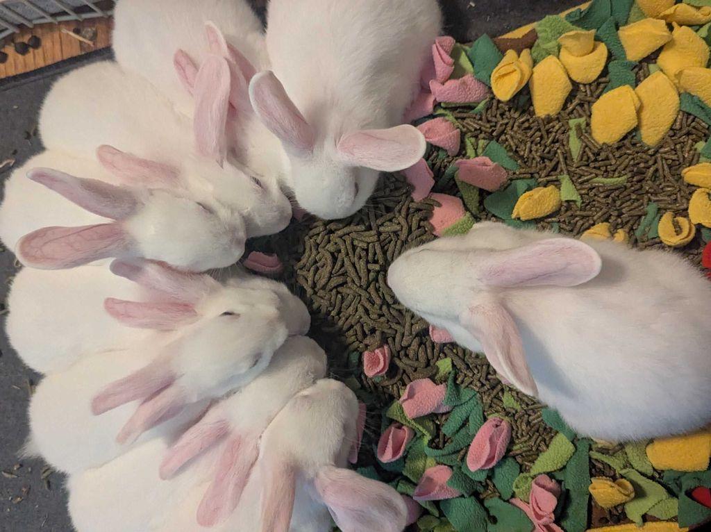 Nine white baby bunnies sitting in a circle around a pile of food, happily eating dinner