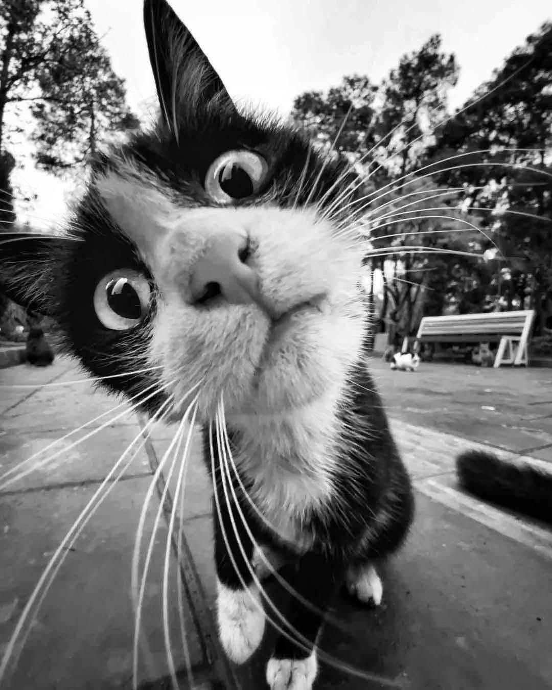 Black and white pic of cat looking at u