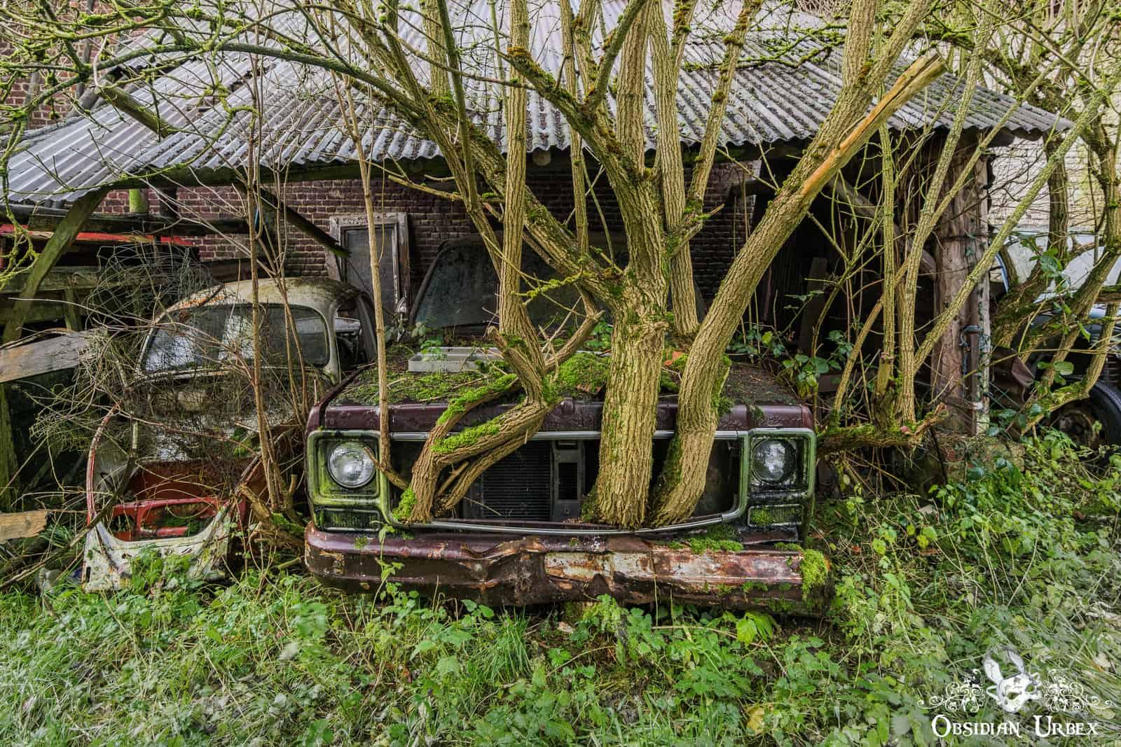 A moss-covered, rusty pickup truck with multiple trees growing through its front grill, symbolizing nature reclaiming this abandoned vehicle