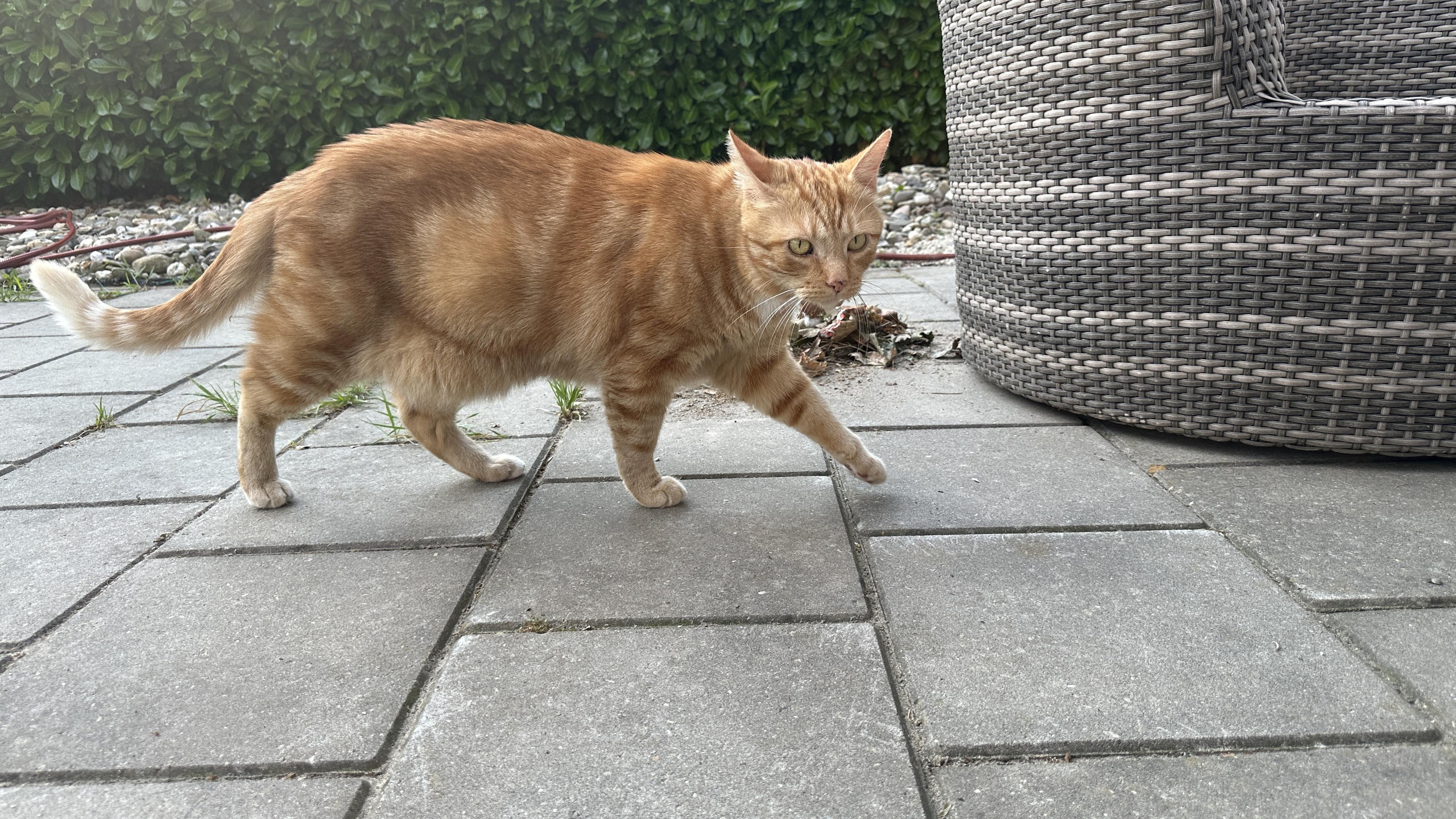 George the cat in the garden