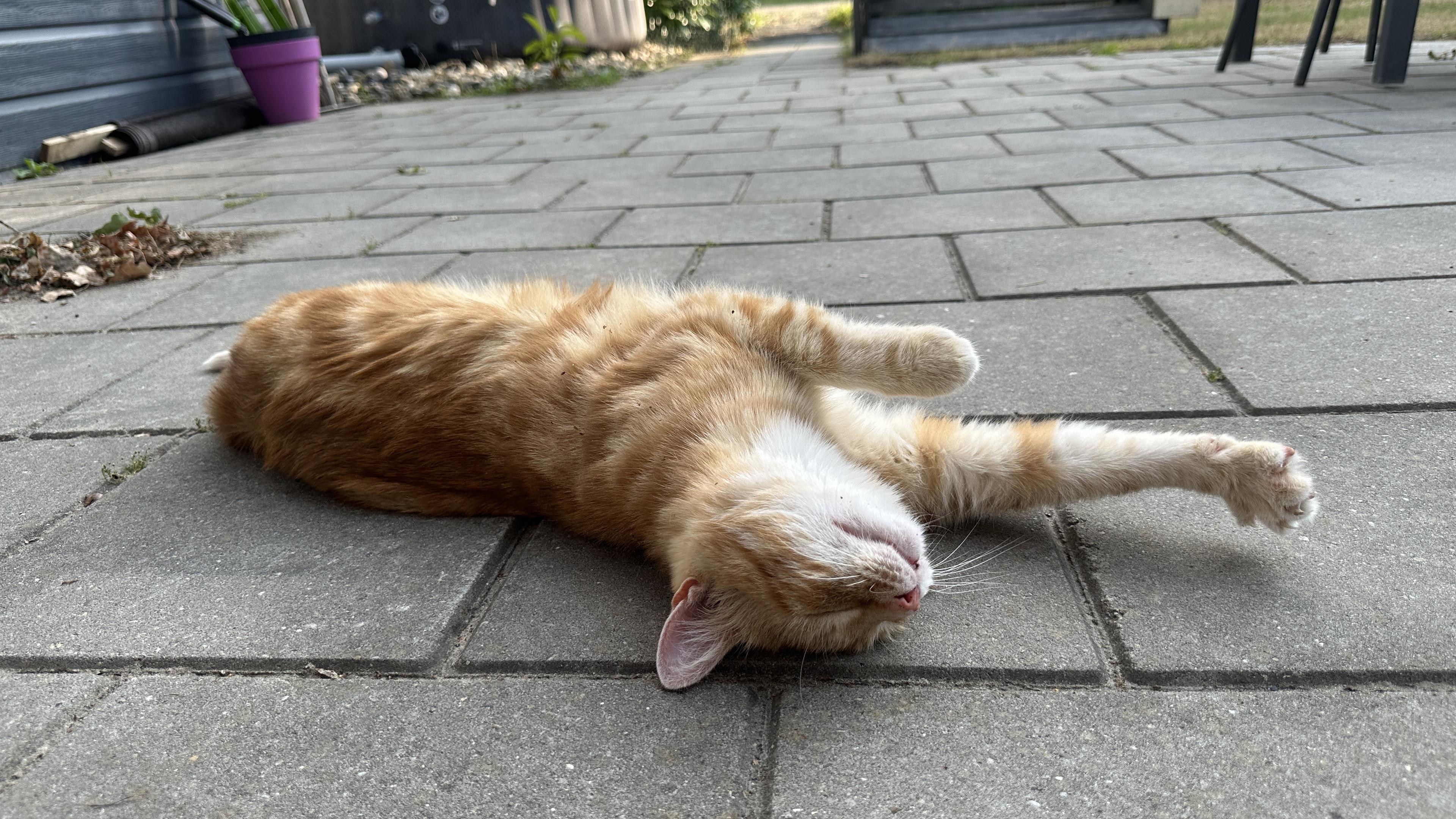 Washy the cat stretching out