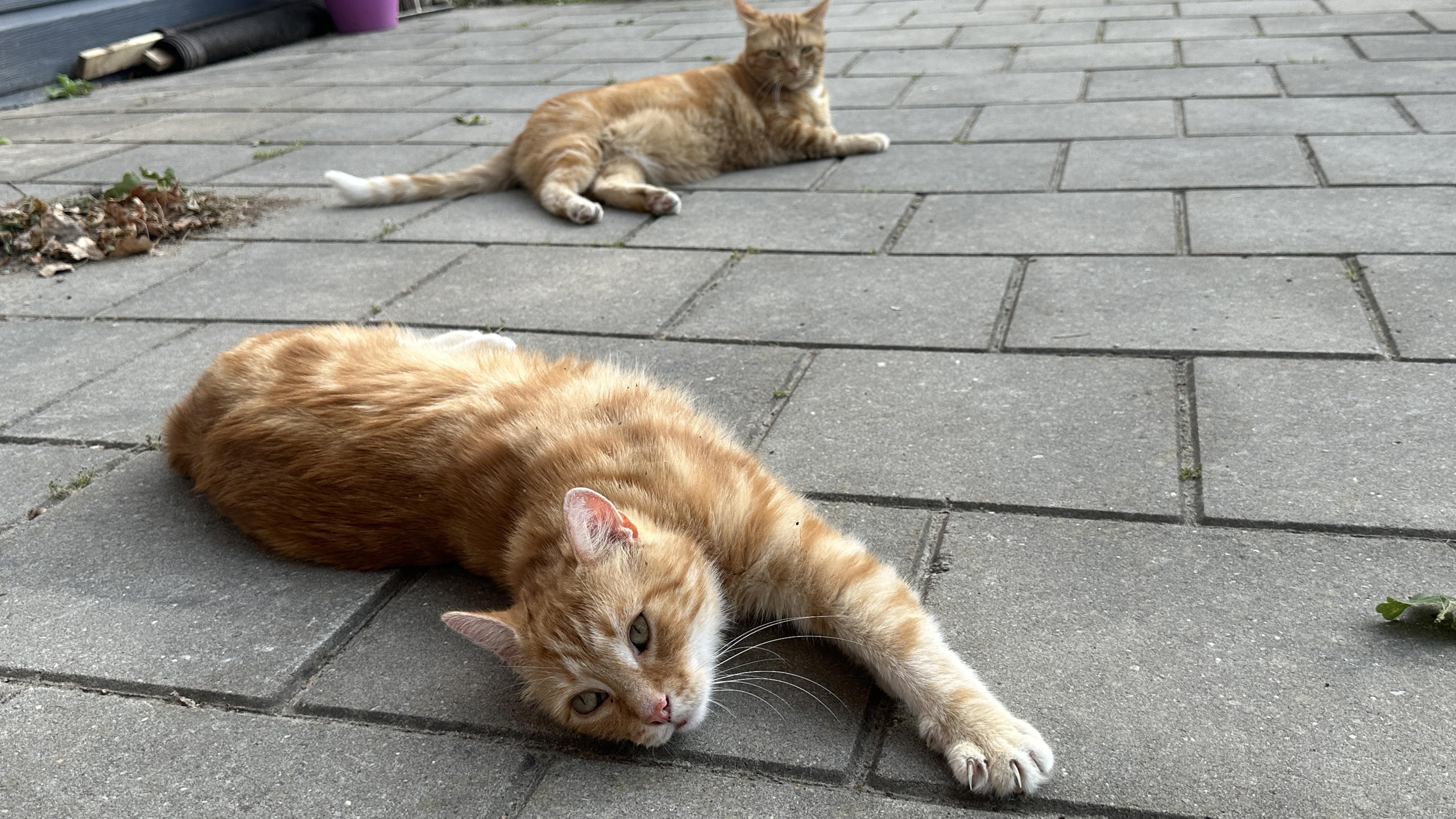 George and Washy in the garden