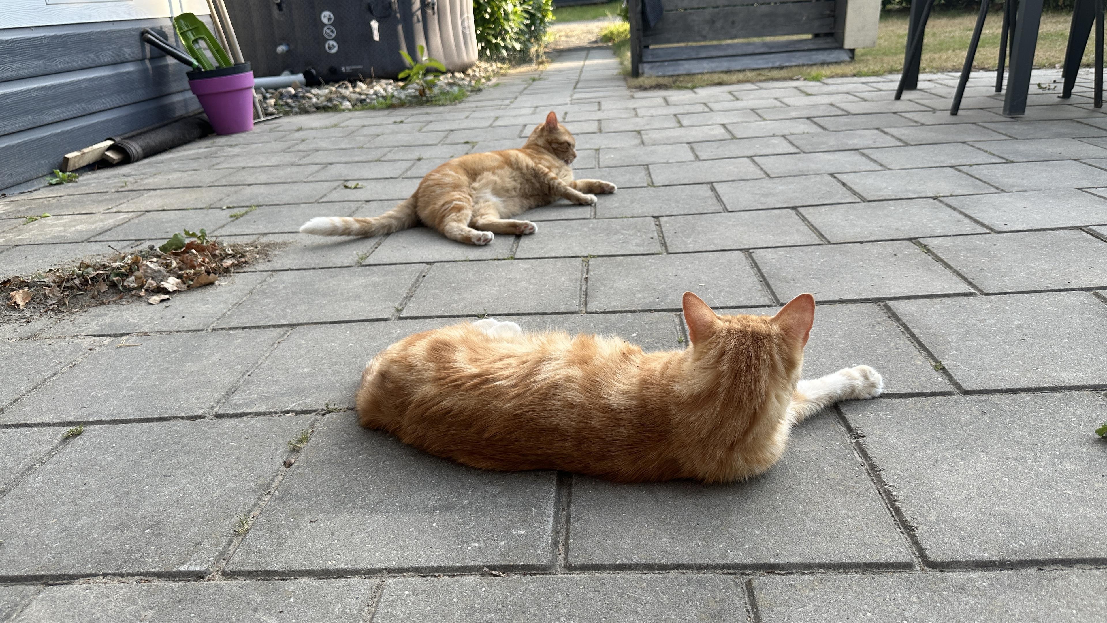 George and Washy on the pavement in the garden