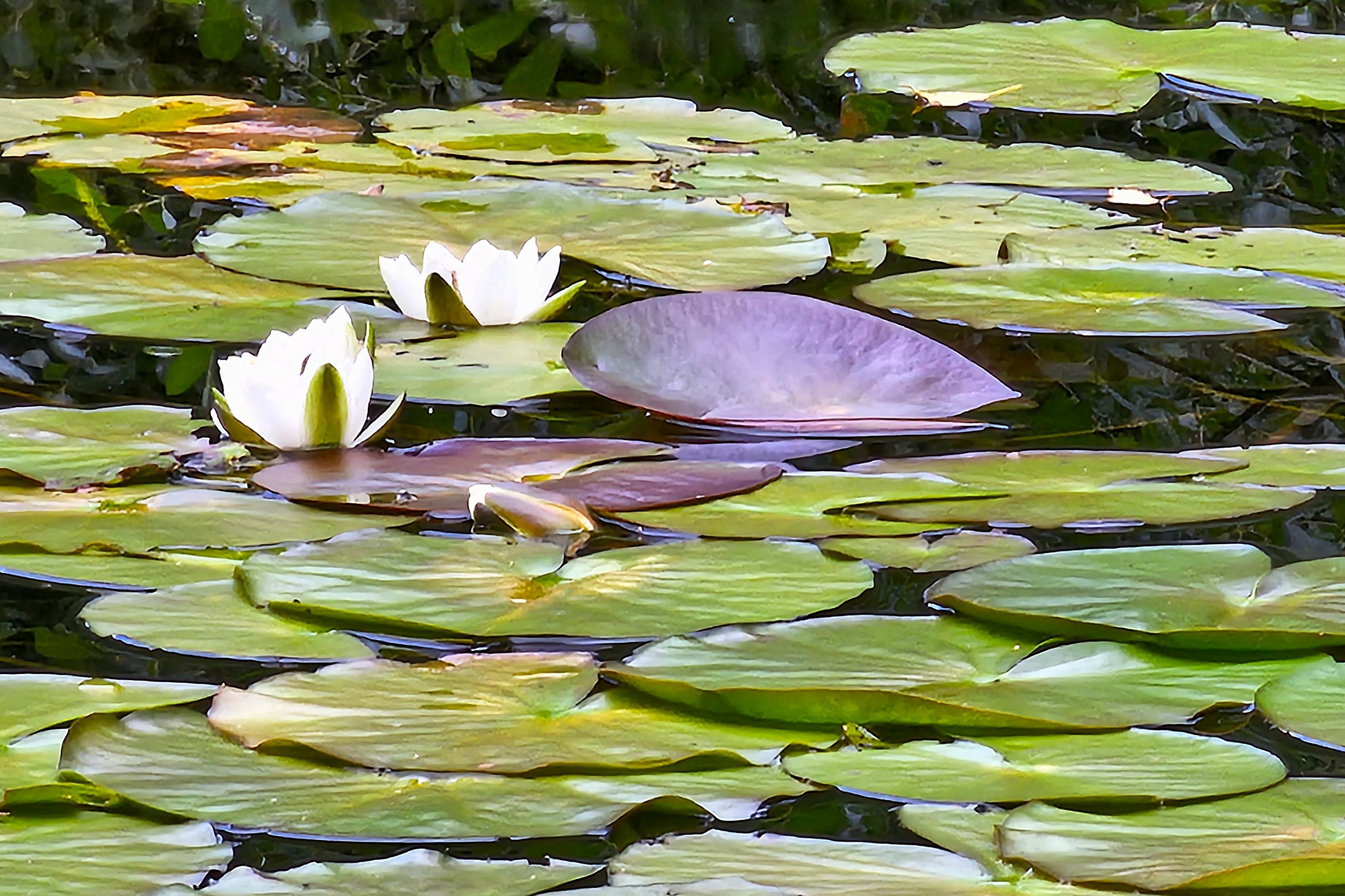 A host of lily pads on a pond, with two white water lilies.