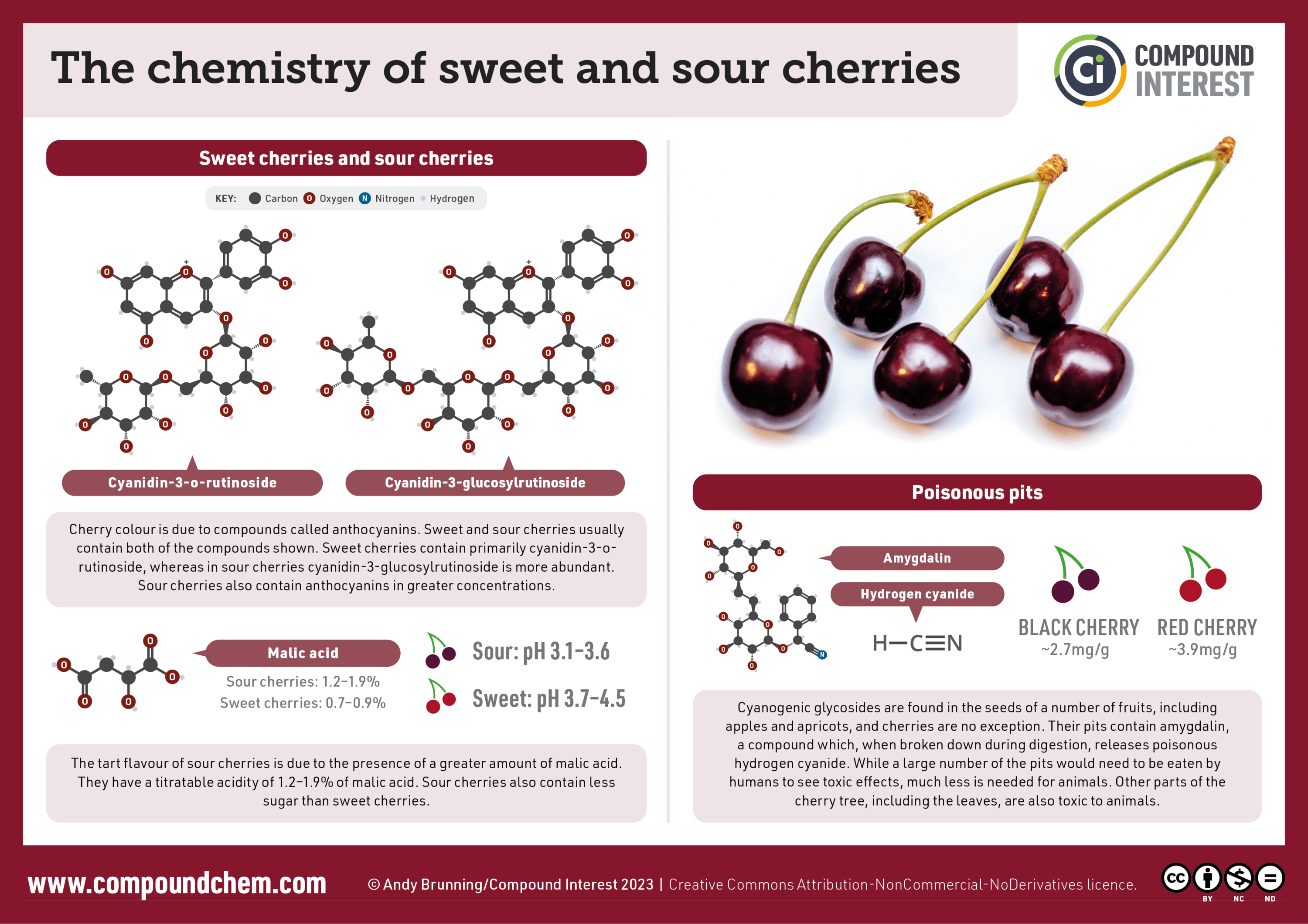 This Compound Interest infographic explains the chemistry behind sweet and sour cherries. Anthocyanins like cyanidin-3-o-rutinoside and cyanidin-3-glucosylrutinoside determine cherry color. Tartness results from malic acid, with sour cherries having a lower pH of 3.1–3.6 compared to 3.7–4.5 for sweet cherries. Furthermore, cherry pits contain amygdalin, which releases poisonous hydrogen cyanide when digested, with concentrations varying between cherry types.