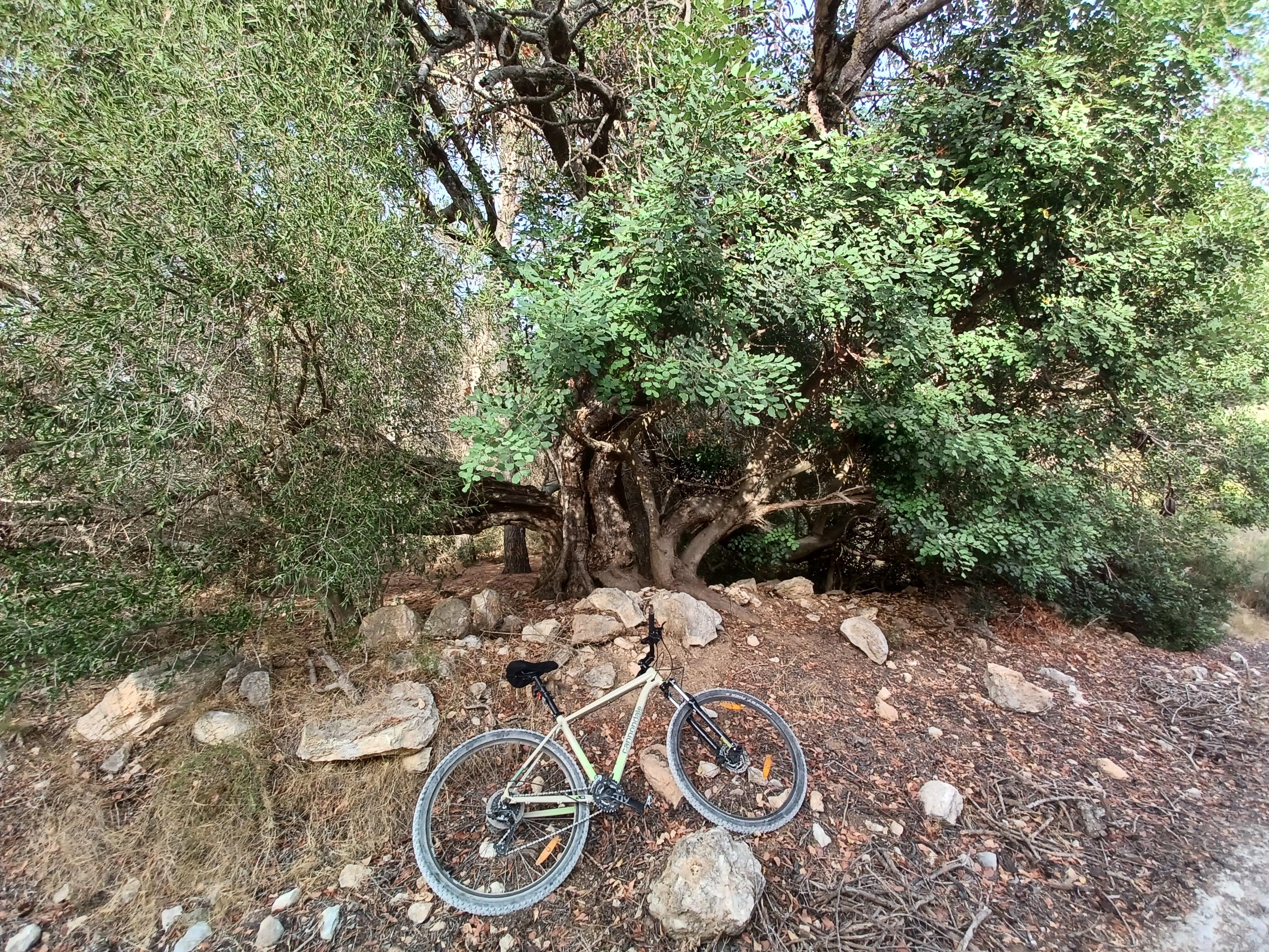 Bycicle under haunted trees