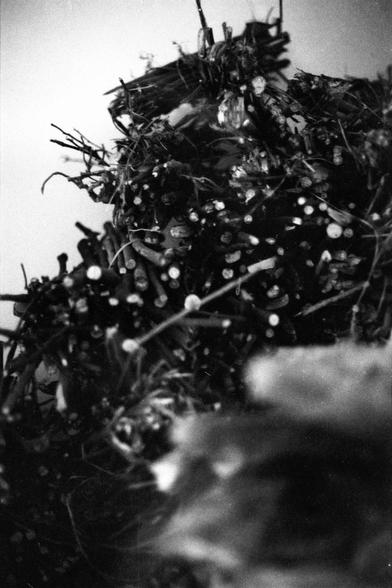 Lucky LUCKY SHD 400 (FF)

English
A black-and-white image of a dense, tangled pile of branches and twigs. The texture is intricate and wild, with a blurred foreground.
中文
一张黑白照片，展示了一堆密集、纠缠在一起的树枝和细枝。质地复杂且野性，前景模糊。