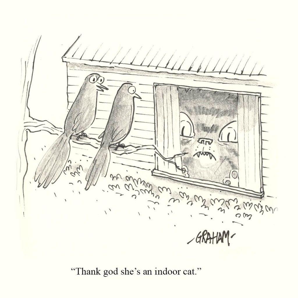 Two birds perched outside a house peer through a window at a ferocious, giant, wide-eyed cat glaring back; caption reads "Thank god she's an indoor cat."